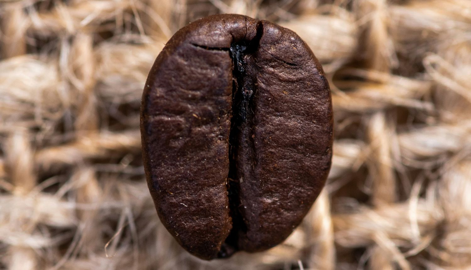 Arabika VS Robusta
