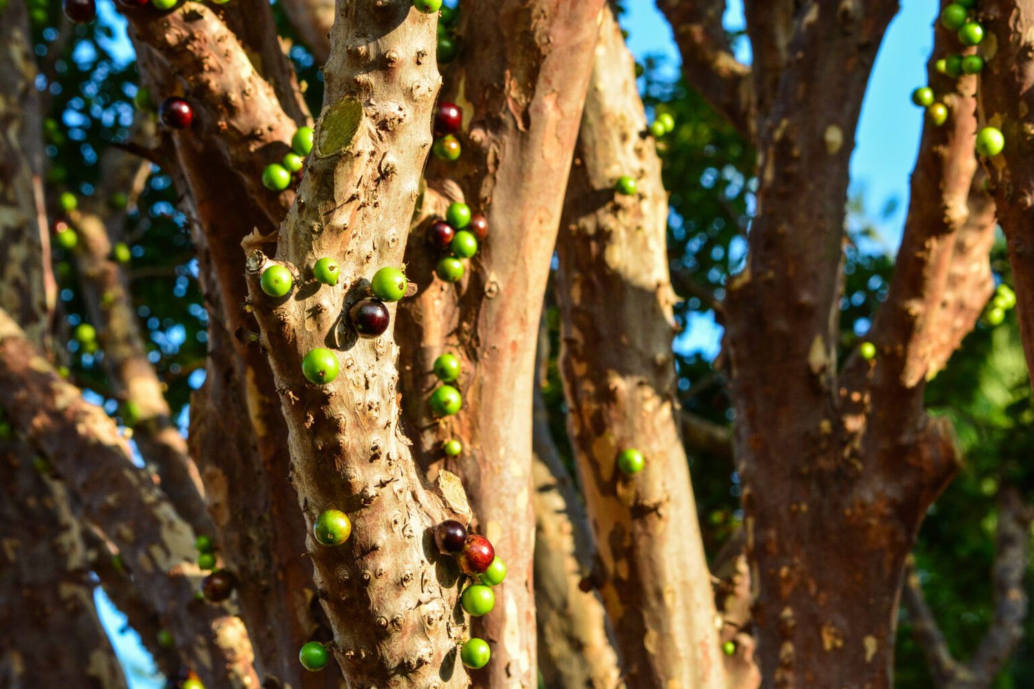 arabika vs robusta 3